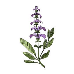 Sage-Extract