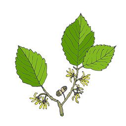 Witch-Hazel-Extract