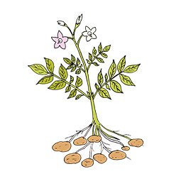Potato-Starch
