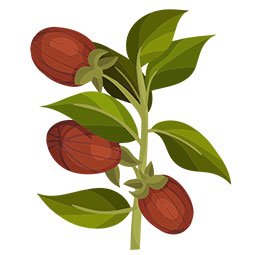 Jojoba Oil