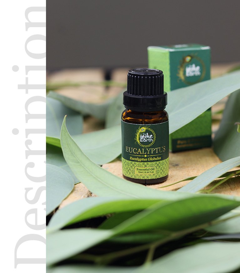 Eucalyptus Essential Oil