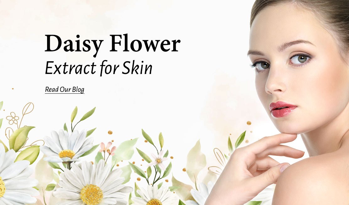Daisy-flower-extract-for-skin